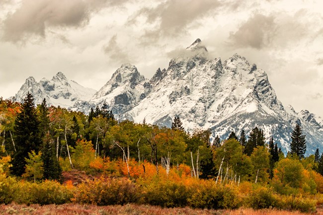 yellow trees in front of snowy mountains