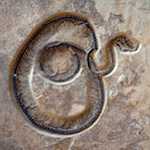 Fossil of a snake