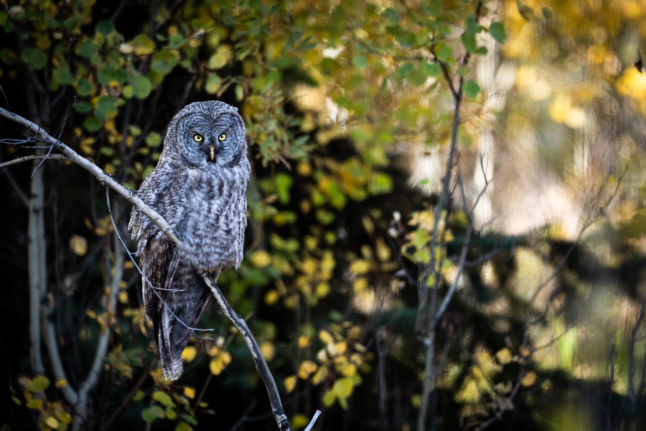 A large gray owl sits on a branch.