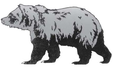 black bear or grizzly bear grand teton national park us national park service