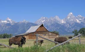 Moulton Barn and bison Moulton Barn and bison