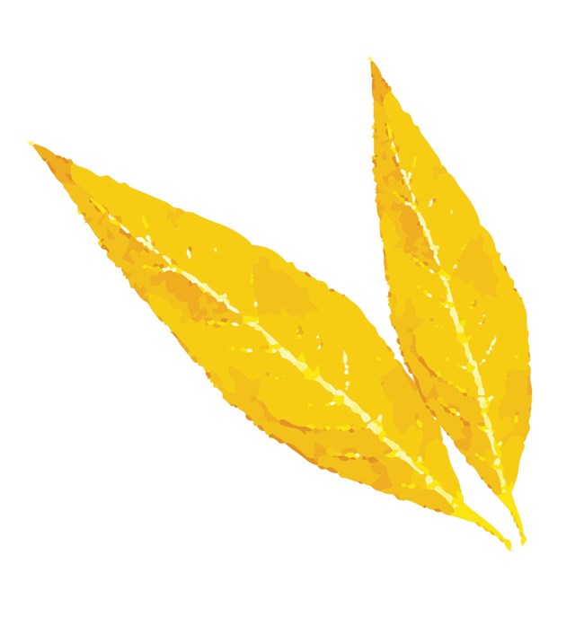 digital drawing of a yellow cottonwood leaf