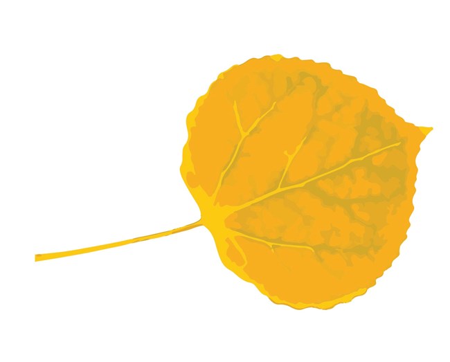 digital drawing of a yellow aspen leaf