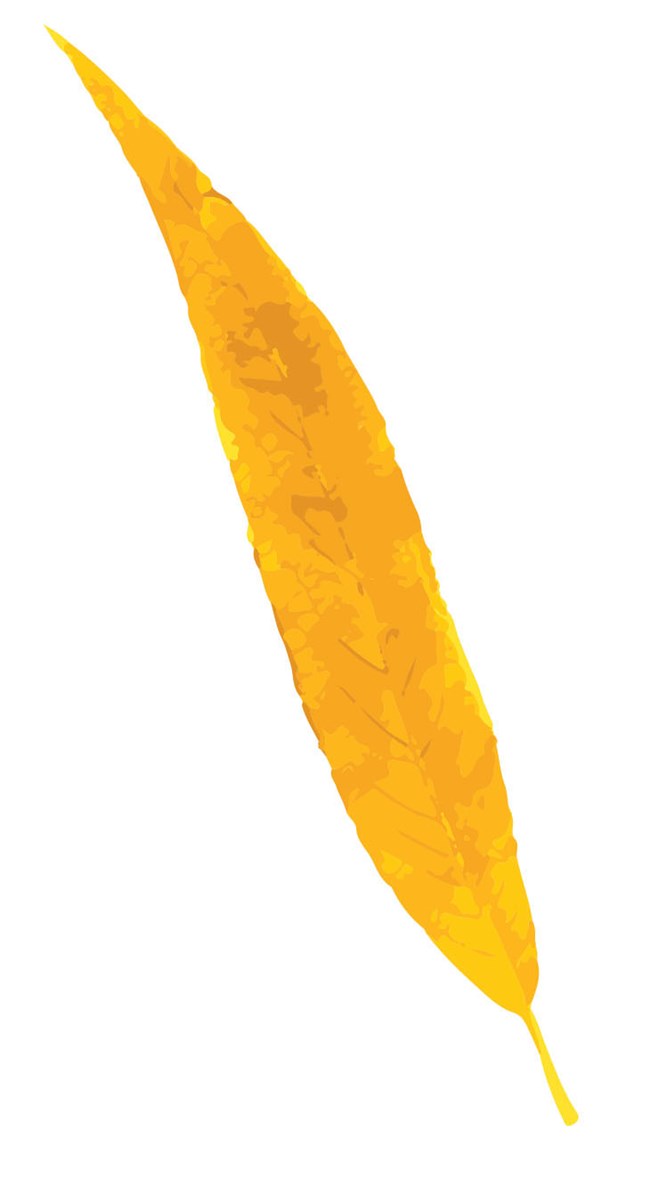 digital drawing of a yellow willow leaf