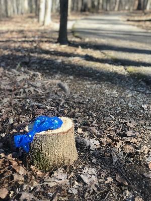Inconsiderate dog owner bagged the poop but left the blue bag on a stump next to the trail