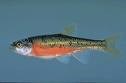 Rosyside Dace
