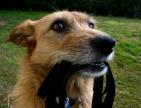 Dog with leash Dog with leash