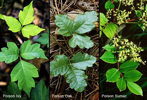 princ_rm_photo_of_poison_ivy_oak_and_sumac princ_rm_photo_of_poison_ivy_oak_and_sumac