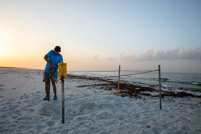 A volunteer on sea turtle patrol hammers wooden stakes into the ground around a nest.