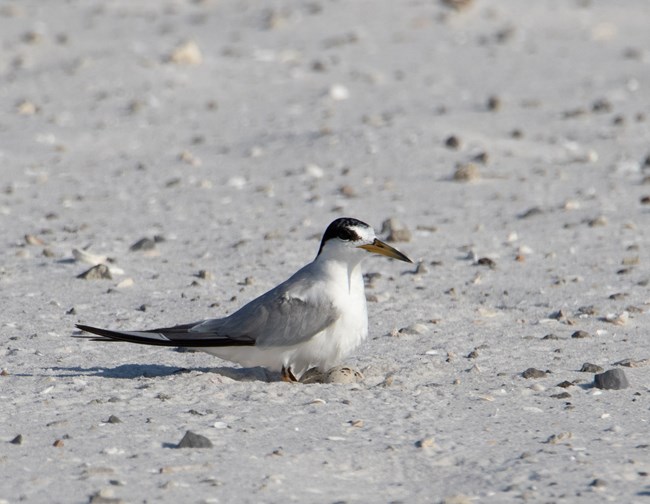 tern with eggs
