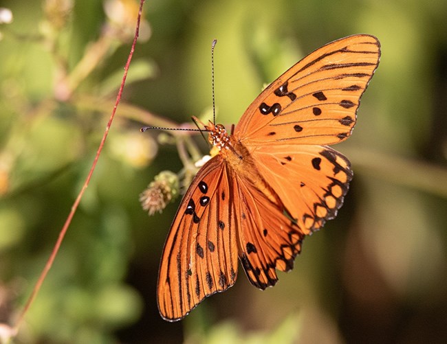 092119_orange butterfly_gulf fritillary_ftpickens trail_willis_292 Gulf Fritillary
