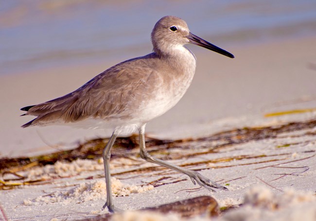 Willet Willet