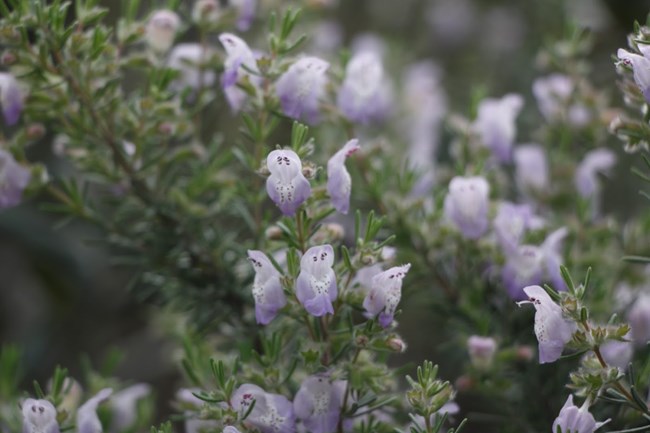 False Rosemary False Rosemary