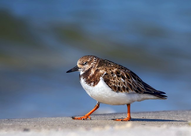 Ruddy Turnstone Ruddy Turnstone