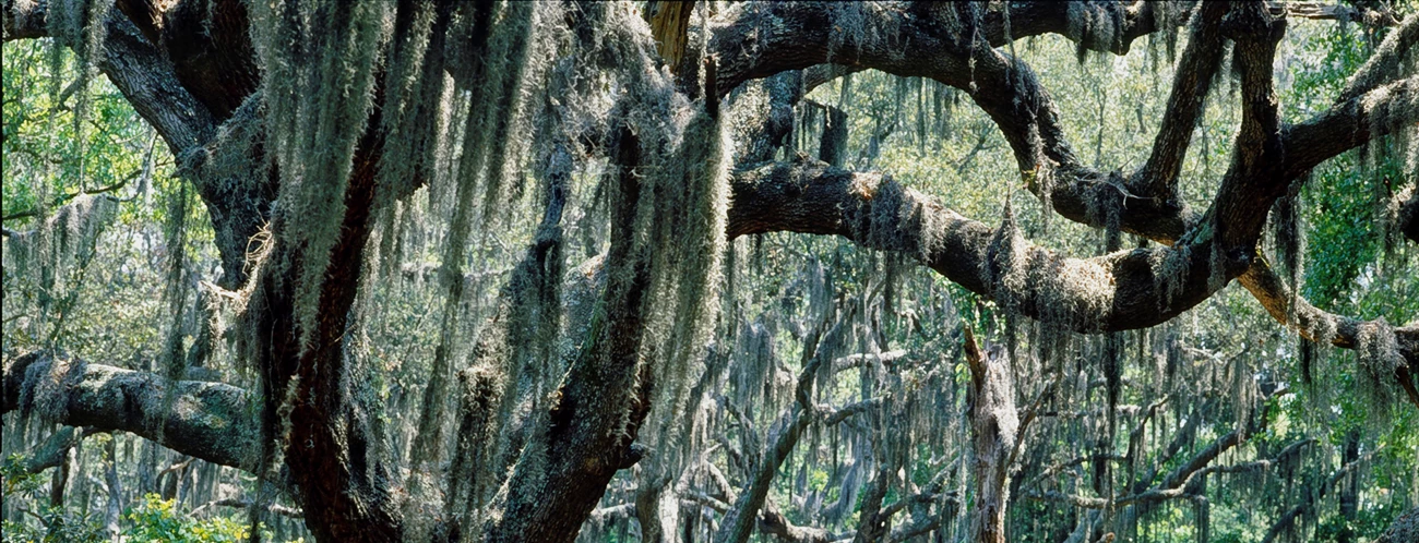 Live Oaks Spanish moss hangs from a stand of Live Oak Trees