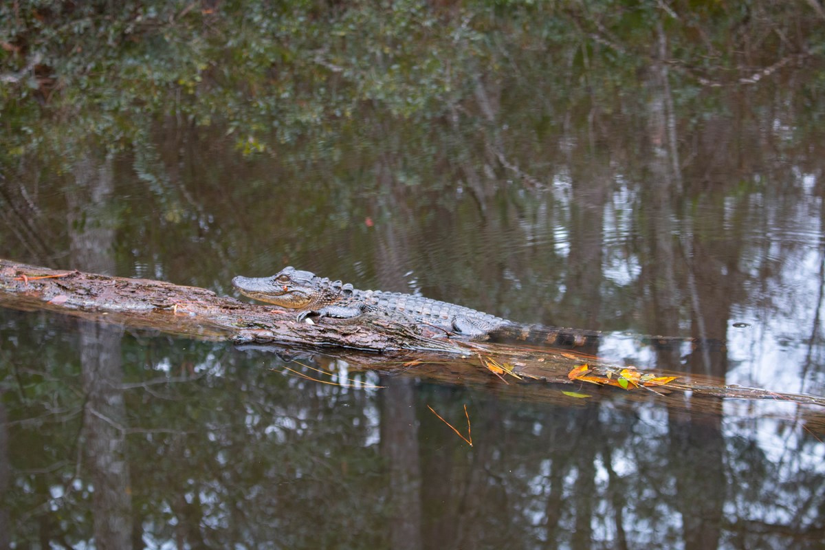 A dark green alligator rests on a log in a dark, reflective pond.