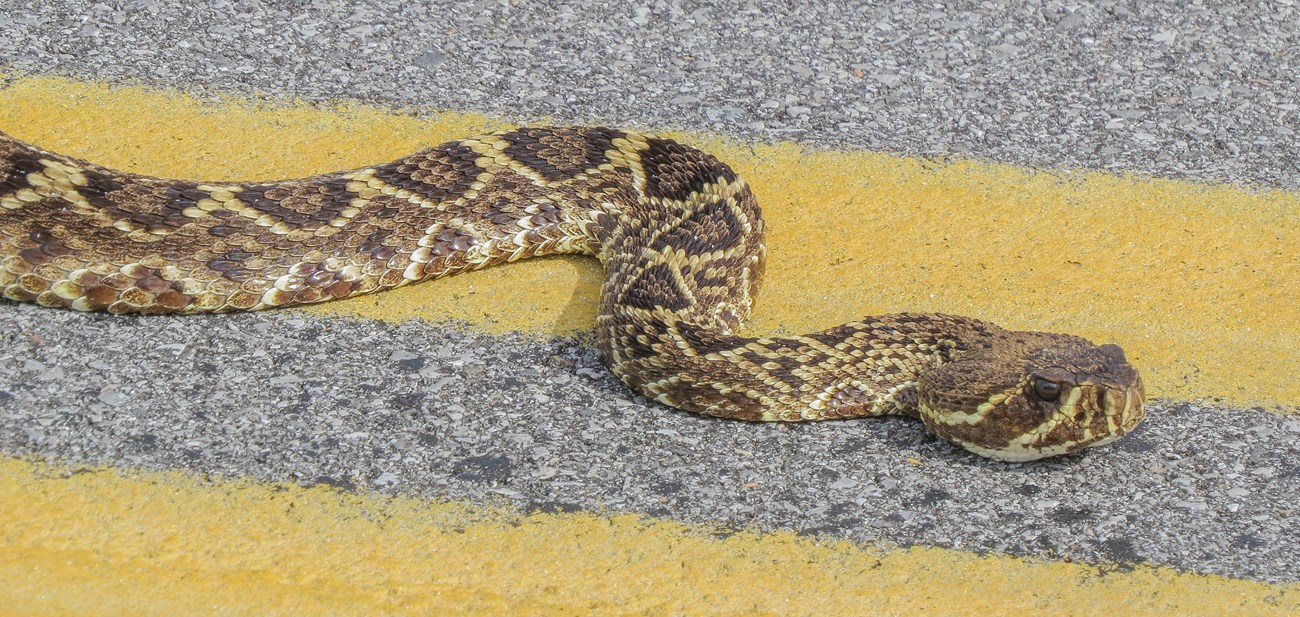 Eastern Diamondback Rattlesnake crossing the road.