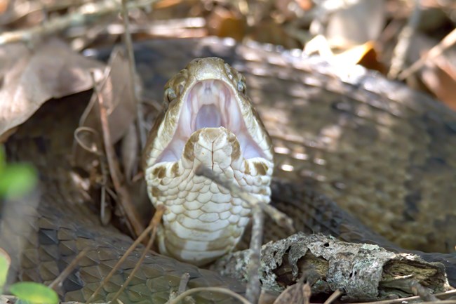 Brown scaled snake with a large, open, white mouth revealing fangs.