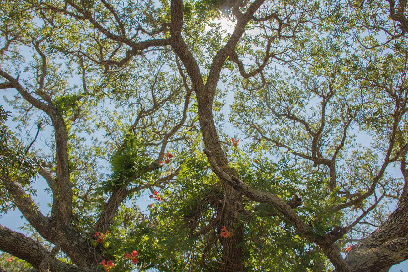 The sun shines through the branches of a tall tree.