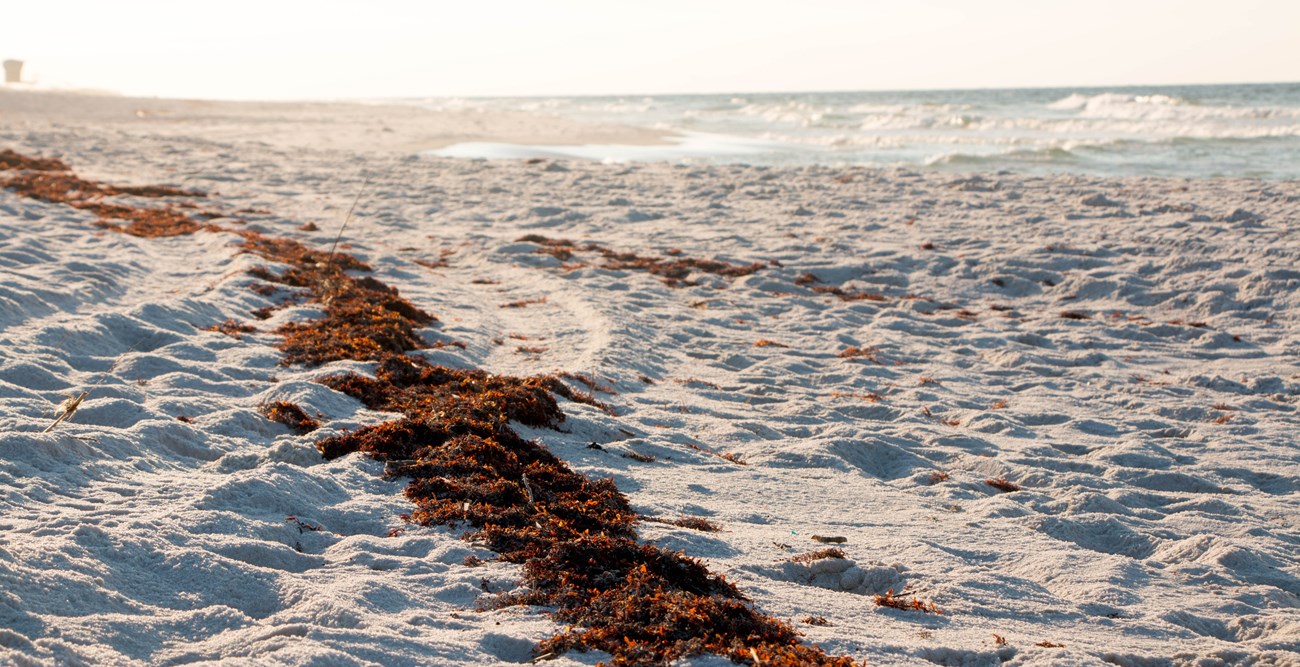 Sargassum