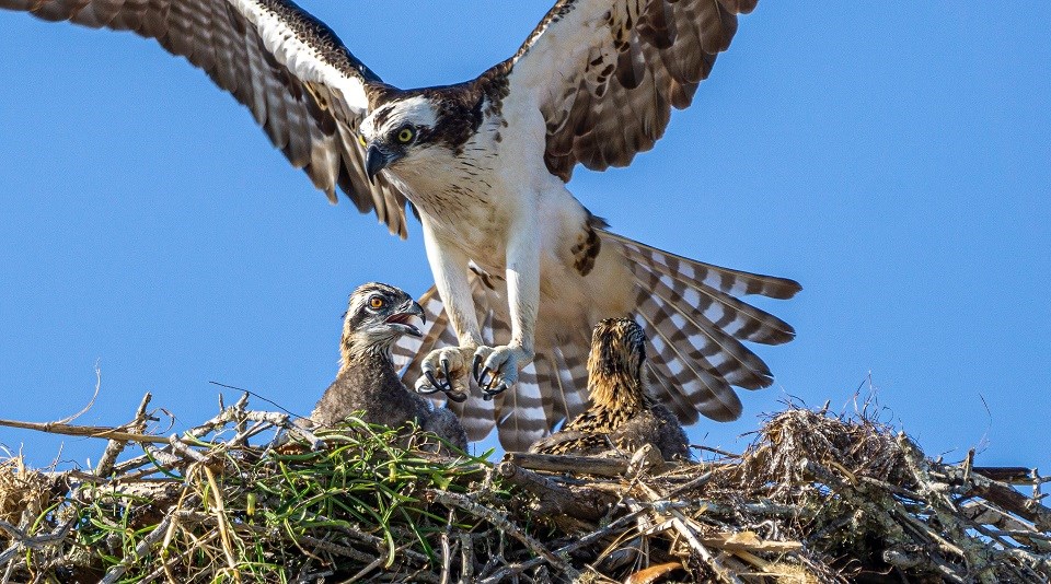 Nesting osprey and chicks