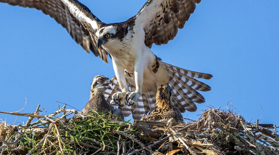 Osprey and chicks Nesting osprey and chicks
