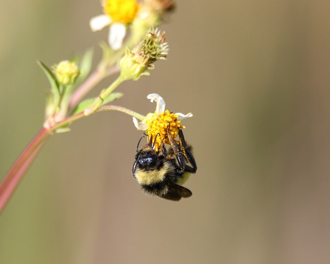 Bumblebee on flower