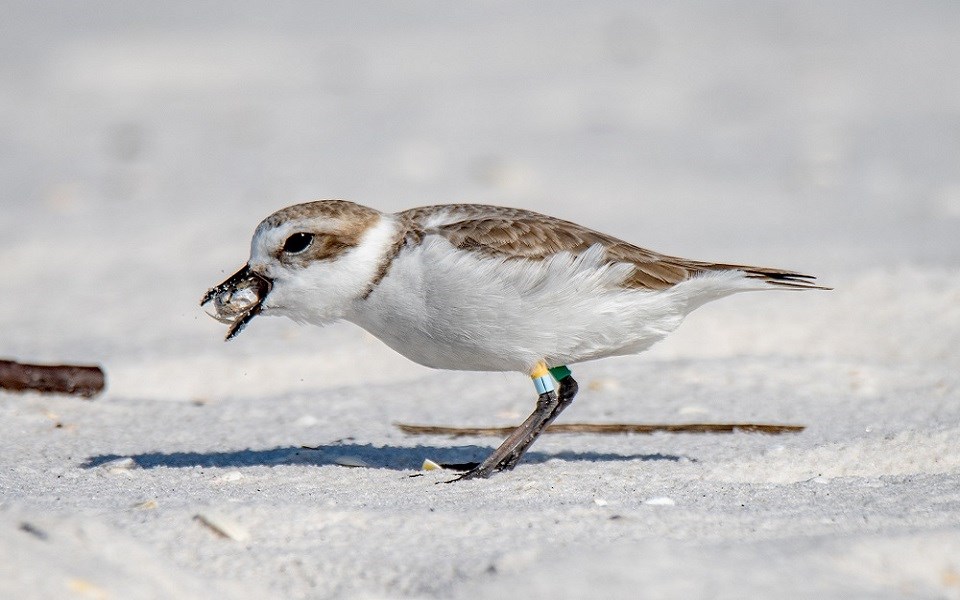 Banded Snowy Plover eating an invertebrate