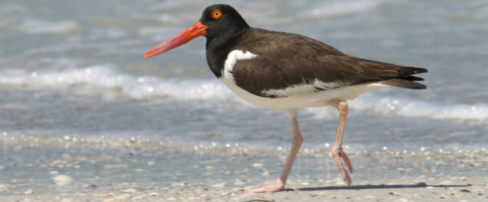 A black and white bird with a orange bill on a beach.