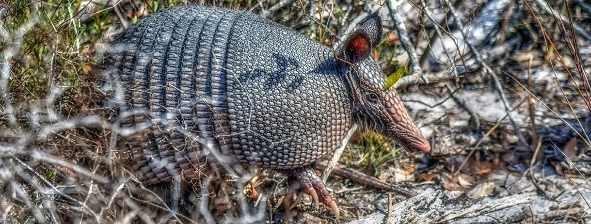 Armadillos - Gulf Islands National Seashore (U.S. National Park