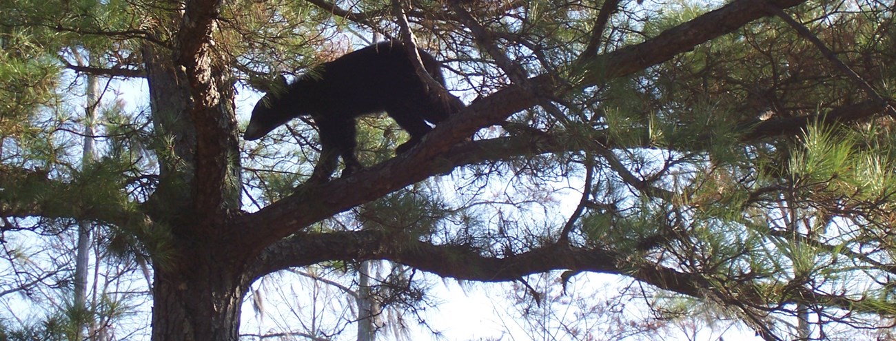 A black bear walks along a branch of a tree.