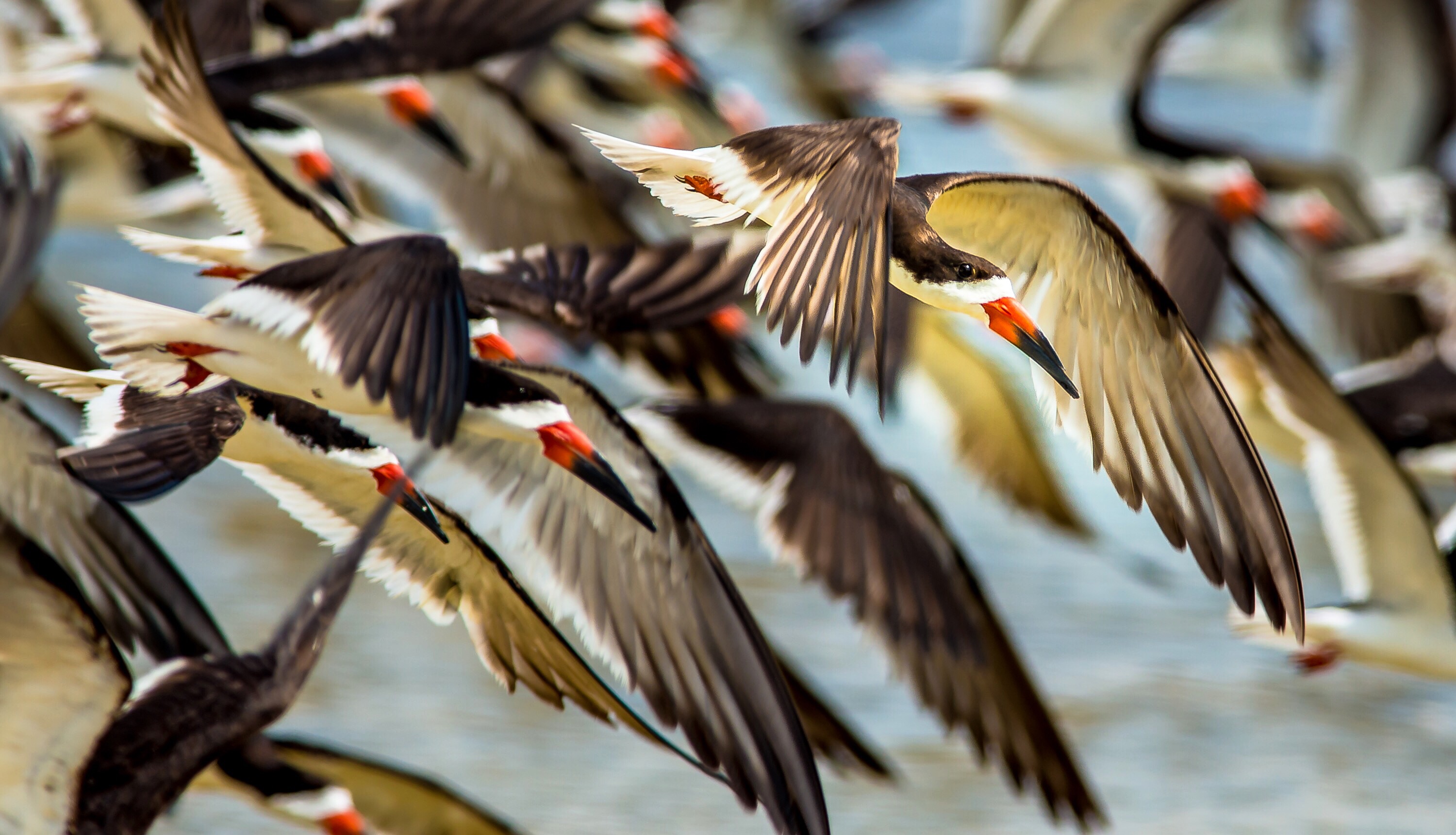 Black Skimmers Gulf Islands National Seashore (U.S. National Park