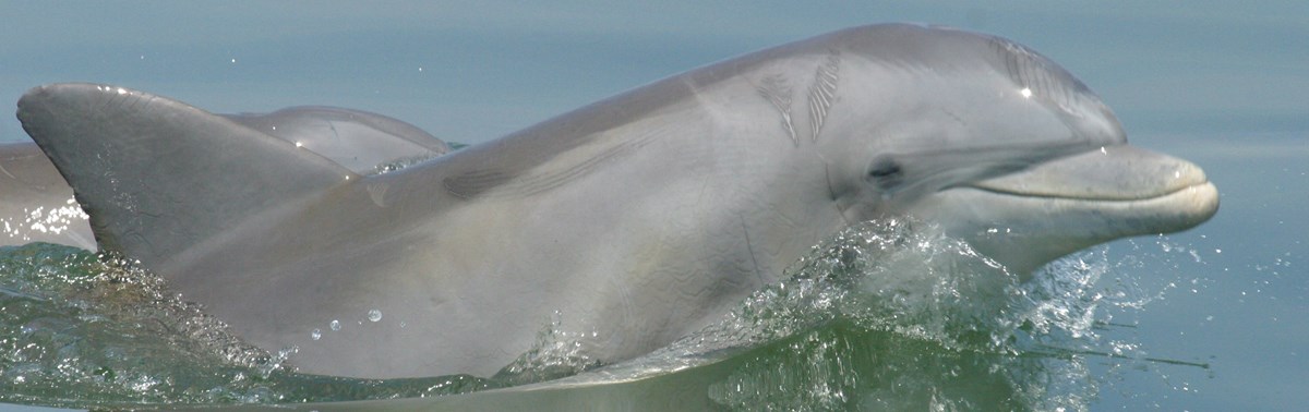 Profile view of a bottlenose dolphin with head and dorsal fin above water.