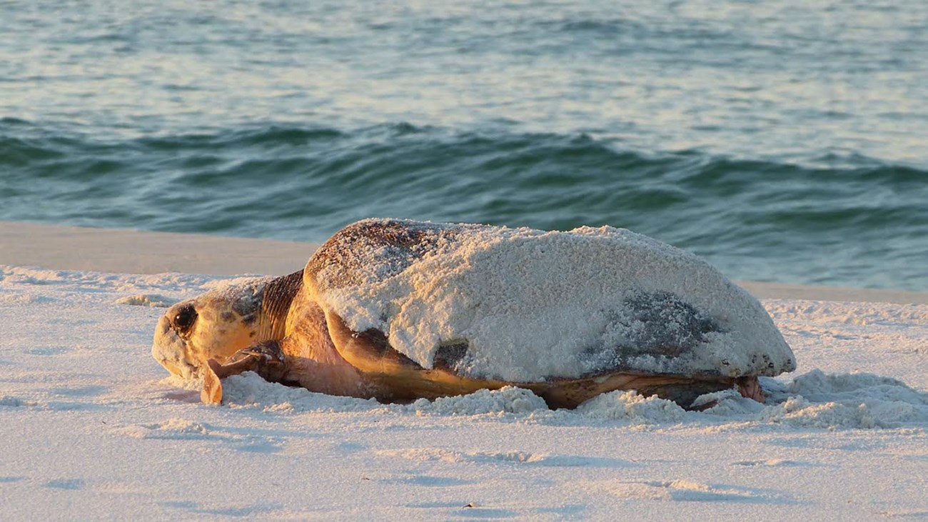 Female sea turtle craws through the sand near the water.