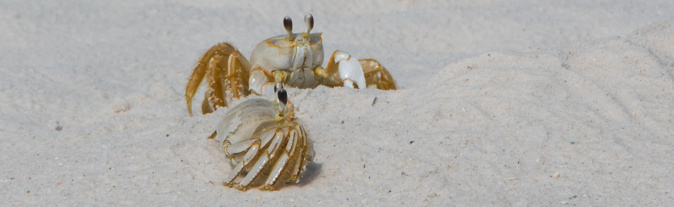 Ghost Crab Gulf Islands National Seashore (U.S. National Park Service)