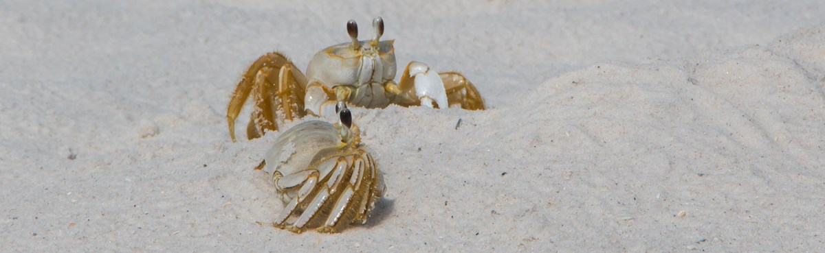 Close-up photo of two white crabs on a bright white sand beach.