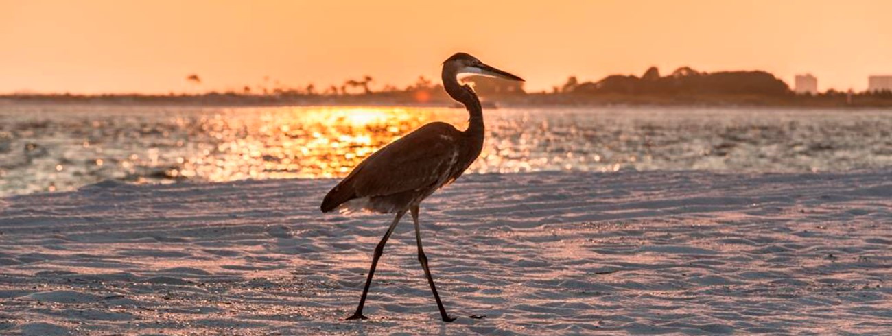 A great blue heron walks along a sandy beach as the sun sets in the background.