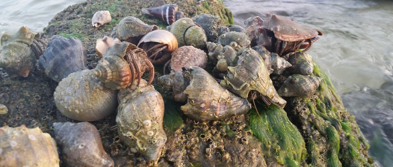 Several hermit crabs huddle together on an algae covered rock in the water.