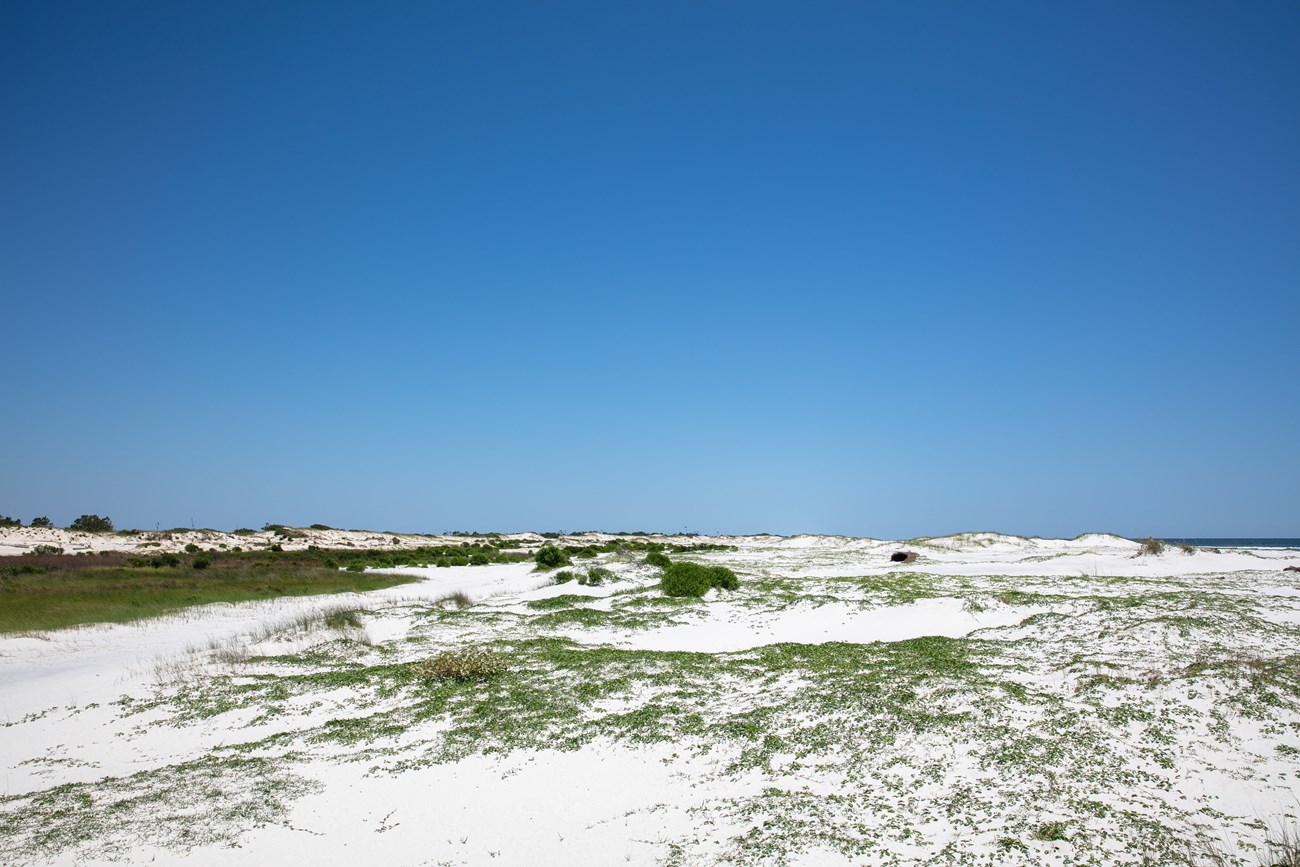 Horn Island wilderness features sand, shrubs, and woodland.