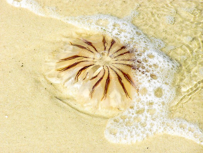 Sea nettle