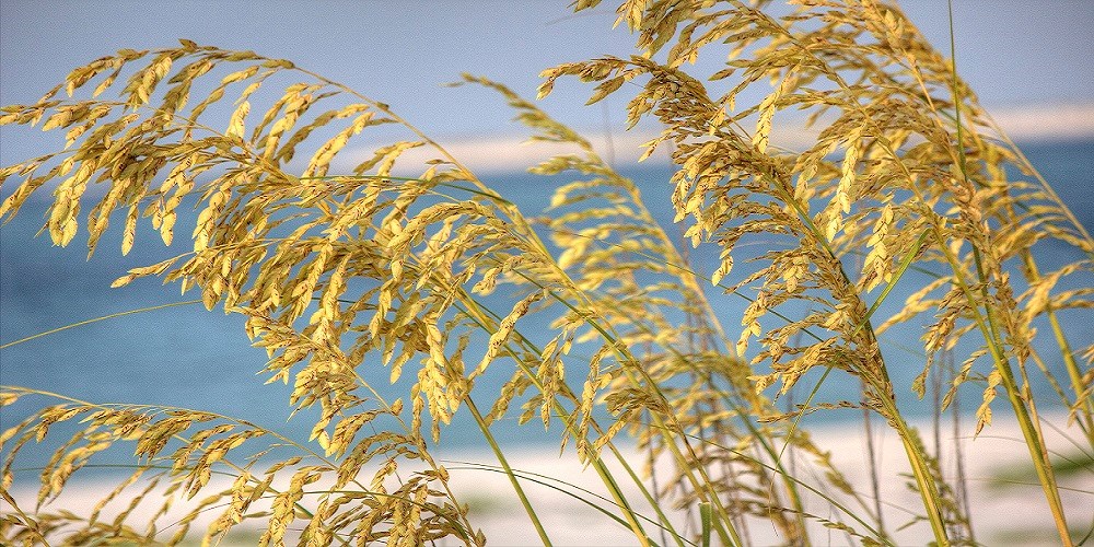 Sea Oats on a beach with water in the background.