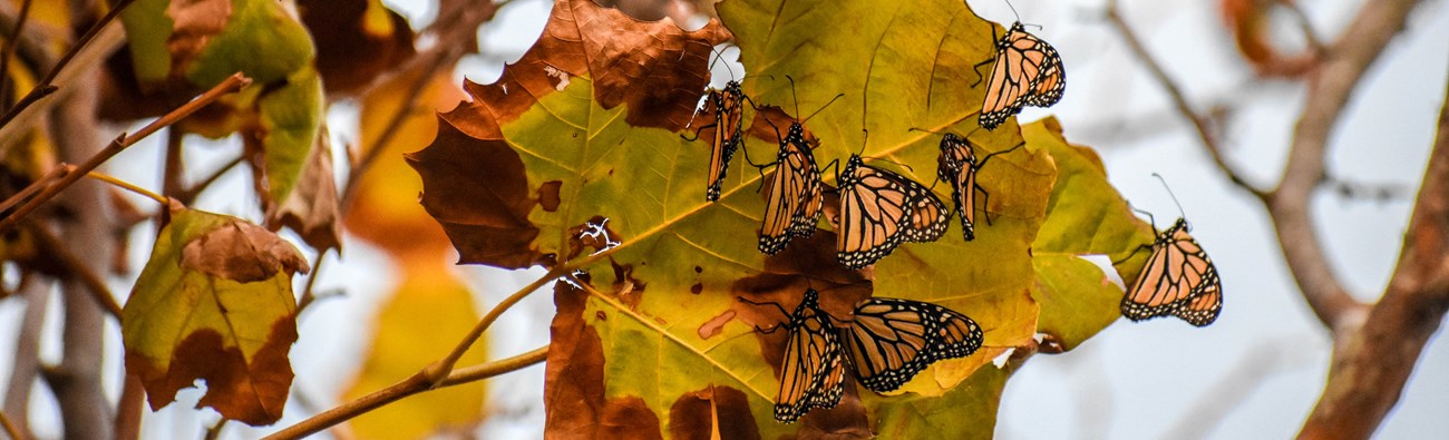 Several butterflies gather on a large leaf.
