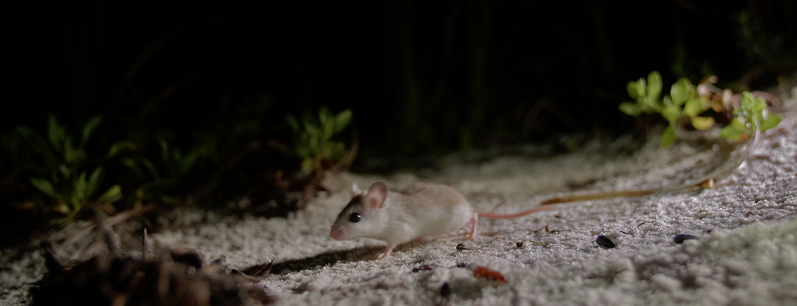 perdido key beach mouse