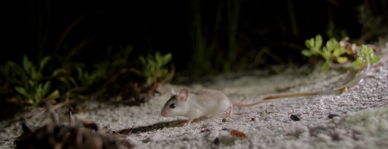 A Perdido Key beach mouse walks around vegetation on a sandy white dune at night.