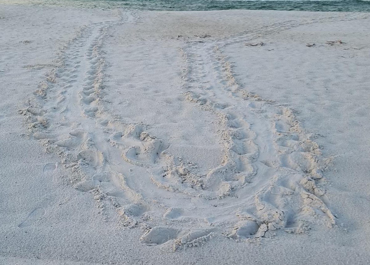 Sea turtle tracks can be seen in sand coming from and returning to water.
