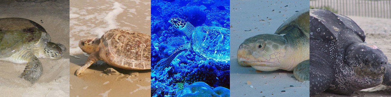 From left to right images of a green sea turtle, loggerhead sea turtle, hawksbill sea turtle, kemps ridley sea turtle, and leatherback sea turtle.