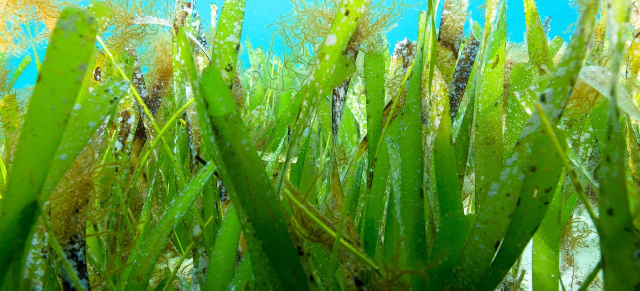 Turtle seagrass flowing in Gulf Islands waters