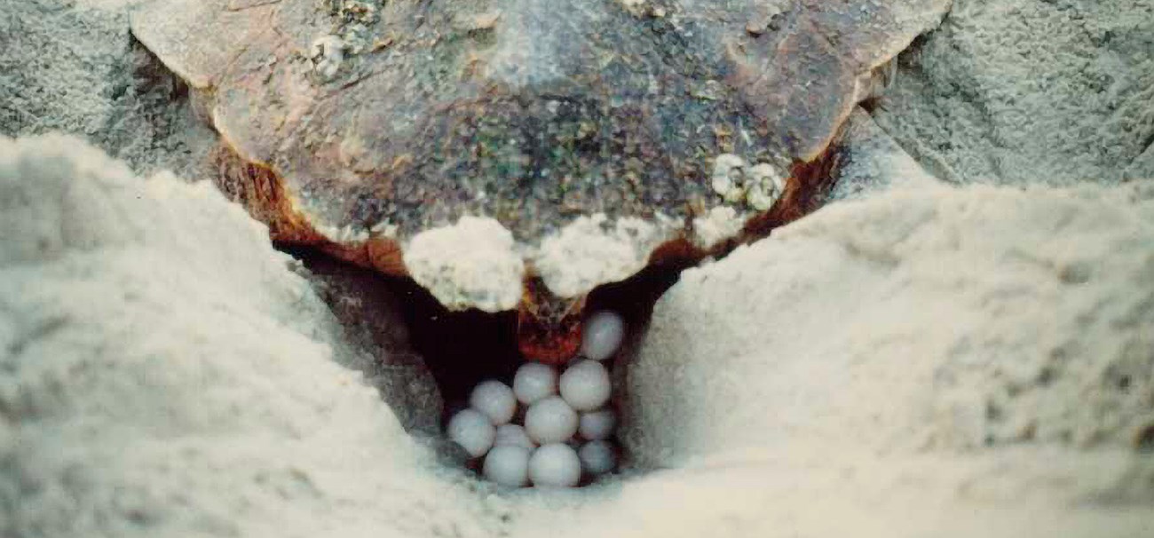 A sea turtle lays eggs into a nest dug in the sand.