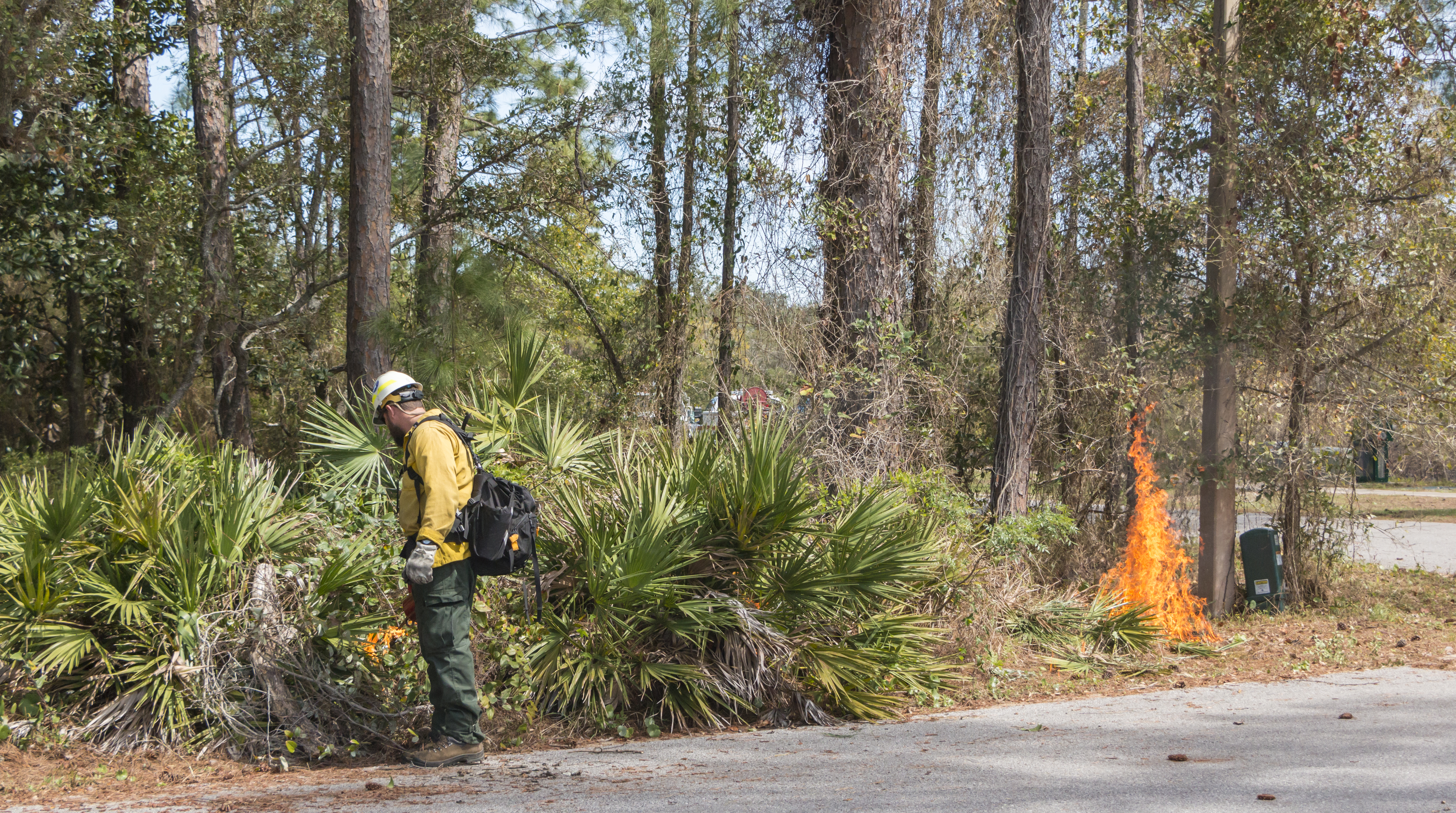 A man dressed in wildland fire gear lights a controlled burn in ground covering plants.