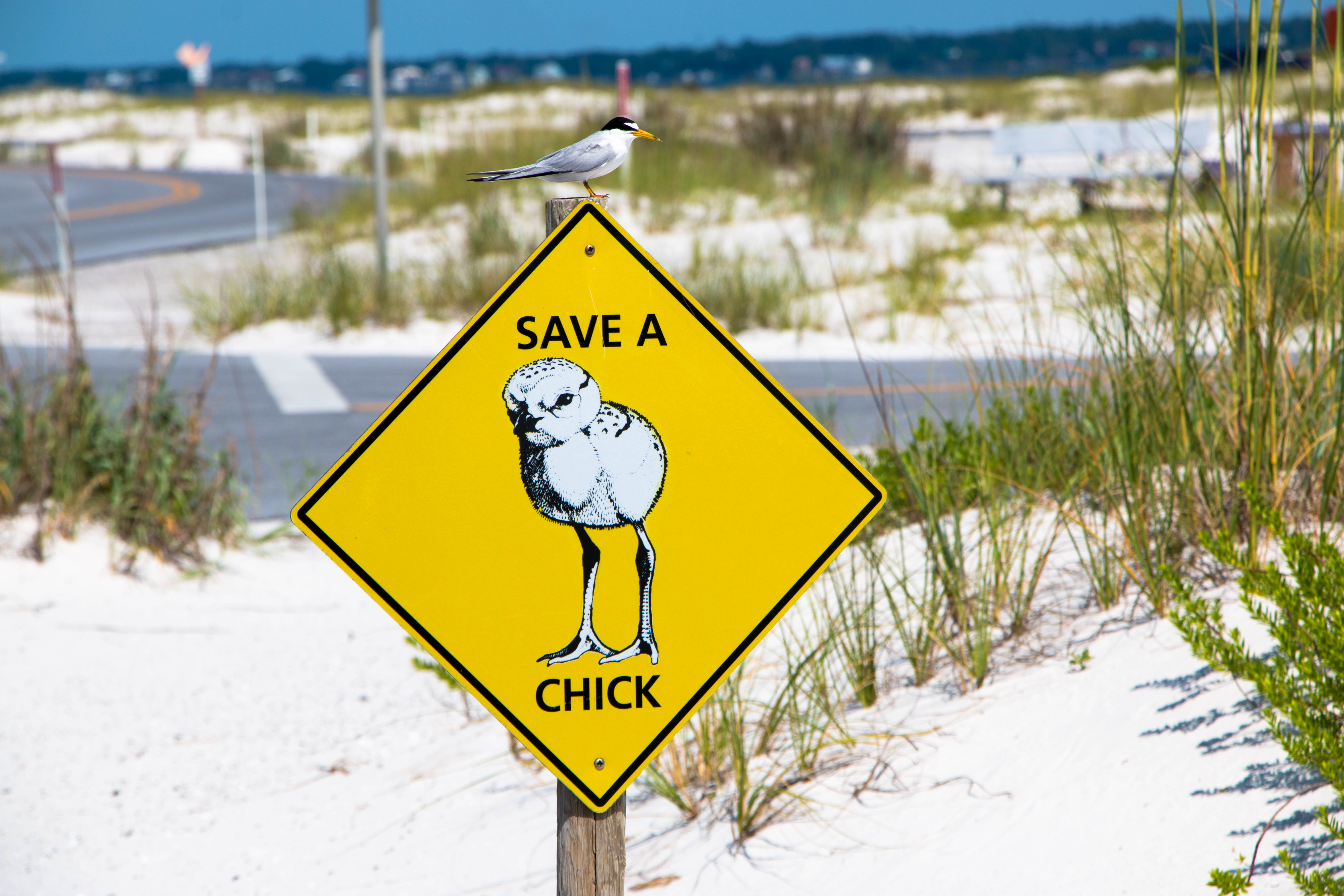 A small white bird sits on a yellow sign.